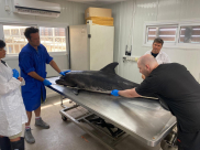 العثور على انثى دولفين نافقة على شاطئ البحر جنوب تل ابيب 